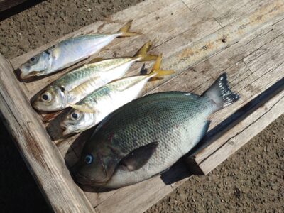 <p>旧一文字赤灯 フカセ釣りで30cmの良型グレ！サビキでは22cmの中アジも♪小アジは沢山釣れたそうです。</p>