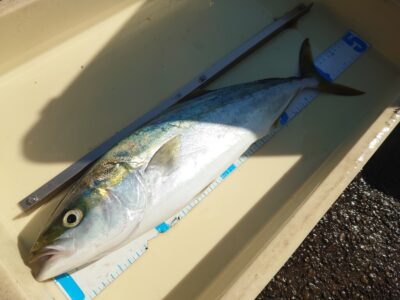 <p>城島様 沖の北 ショアジギでハマチ！</p>