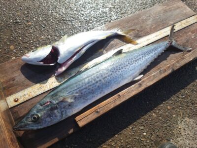 <p>沖の北 ショアジギでサワラ72cm！8時頃にヒット！</p>