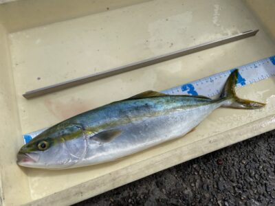 <p>柳瀬様　沖の北　ショアジギ　ハマチ🎣</p>