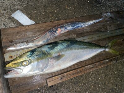 <p>林様　沖の北　飲ませ釣りでメジロ🎣　テンヤで太刀魚もGET⚔️</p>