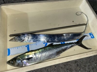 <p>ゆってぃ様　沖の北　ショアジギでサゴシ🎣昼頃に釣れたそうです♪♪太刀魚は朝イチの釣果⚔️</p>