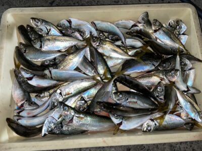 <p>小谷様　沖の北　サビキ釣り(竿下)  小アジ〜中アジ・サバ大漁🎣中アジは16時過ぎ頃から釣れ出したそうです♪♪</p>