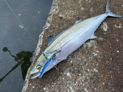 <p>釣れちゃう犬🐶　沖の北　徹湾メタルバイブ　サゴシ🎣</p>