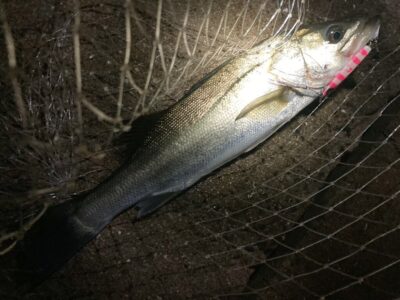 <p>釣れない猫様　沖の北　マキマキ(キシイチピンク)でシーバスGET🎣</p>