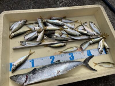 <p>新谷様　沖の北　ショアジギでサゴシ🎣豆アジ〜小アジもサビキ釣りでGET♪♪</p>