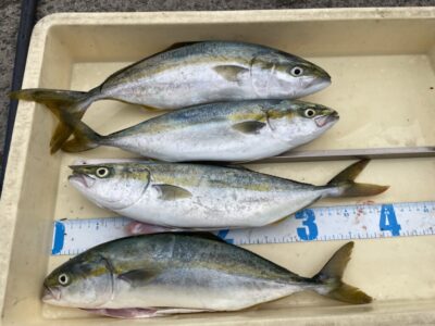 <p>平松様　沖の北　ショアジギ・飲ませ釣り　ツバス〜ハマチ4匹🎣現在、飲ませ用の小アジは現地調達可能です♪♪</p>