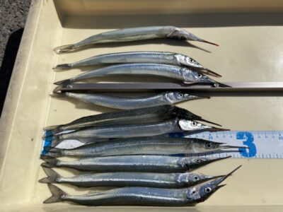 <p>前島様　沖の北　オイルフェンスの内側　専用仕掛けでサヨリ30cmまで🎣食いは渋いが型は良いとの事でした♪♪</p>