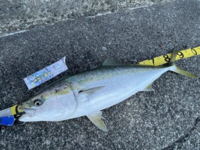 <p>岸和田店スタッフ　赤坂様　沖の北　胴突き飲ませ　ブリ92cm🎣　16時前にヒット♪♪</p>