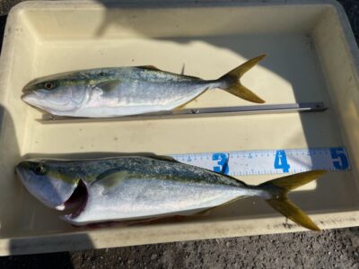 <p>岩崎様　沖の北　飲ませ釣り　ツバス〜ハマチ2匹🎣</p>