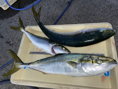 <p>藤本様　沖の北　飲ませ釣りでハマチ〜メジロ3匹🎣昨日のリベンジ達成ですね^ ^</p>