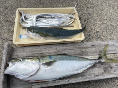 <p>真心 様　沖の北　飲ませ釣りでメジロ〜ブリ2匹🎣　太刀魚は8時半〜9時半にメタルジグで釣れたそうです♪♪</p>