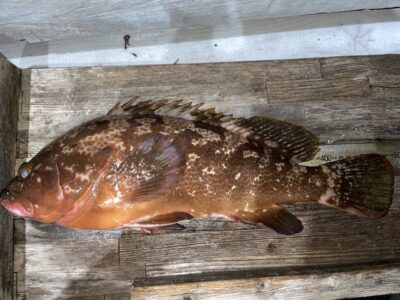 <p>田中様　中波止2番　エビ撒き　アコウ49.0cm🎣良型おめでとうございます㊗️次は50cmですね♪♪</p>