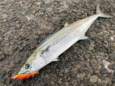 <p>釣れちゃう犬　沖の北　ショアジギ　サゴシ2匹目♪♪6時頃にヒット🎣</p>