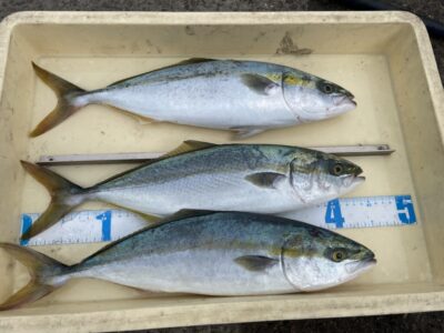 <p>菊井様　沖の北　ショアジギでハマチ3匹🎣</p>