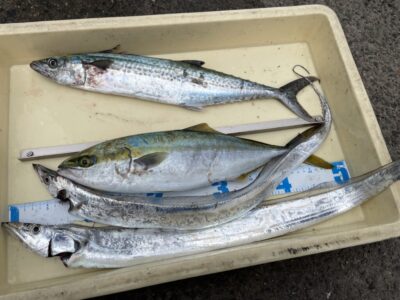 <p>神倉様　沖の北　ショアジギでサゴシ・ハマチ🎣太刀魚は早朝にテンヤで2本🐲</p>