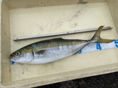 <p>仲村様　沖の北　飲ませ釣りでハマチ♪♪</p>