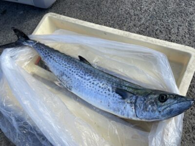 <p>赤羽様　沖の北　ショアジギ　サワラ75cm🎣昼過ぎに釣れたそうです♪♪</p>