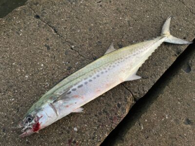 <p>釣れちゃう犬　沖の北　ショアジギ　サゴシ🎣</p>