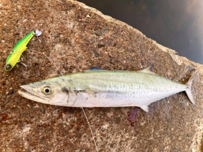 <p>釣れない猫様　沖の北　ショアジギでサゴシ🎣暗い時間帯には太刀魚も1本釣っておられました♪♪</p>