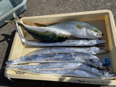 <p>渡辺様　沖の北外向き　テンヤ(ドジョウ)で太刀魚5本とショアジギでハマチ2匹🎣</p>