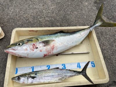 <p>安田様　沖の北　ショアジギでメジロ77cmとサゴシ🎣</p>