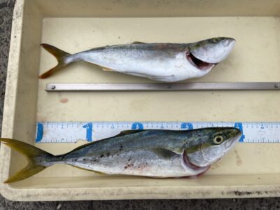 <p>茶谷様　沖の北　ショアジギ・飲ませ　ツバス〜ハマチ2匹🎣</p>