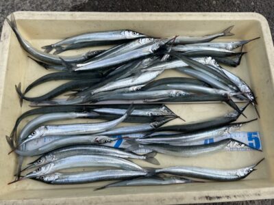 <p>前島名人　沖の北　サヨリ大漁🎣　30cm越えも混ざり素晴らしい釣果♪♪</p>