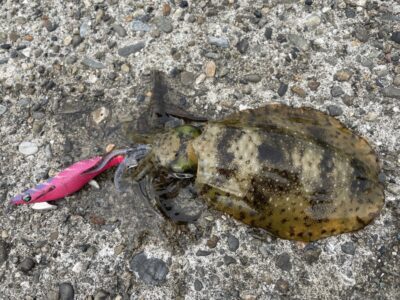 <p>釣れちゃう犬　旧一文字赤灯　エギングでアオリイカ🦑エギ3寸</p>