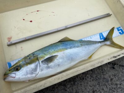 <p>谷水様　沖の北　ショアジギでハマチ🎣</p>