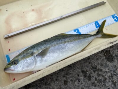 <p>山内様　沖の北　飲ませ釣りでハマチ🎣</p>