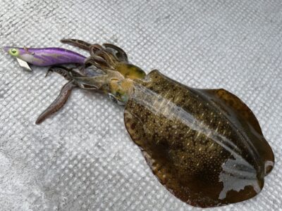 <p>釣れちゃう犬　旧一文字カーブ　エギング　アオリイカ🦑エギ3寸</p>