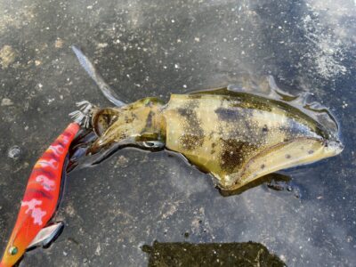 <p>釣れちゃう犬　旧一文字カーブ　エギング　アオリイカ🦑エギ3.5寸</p>