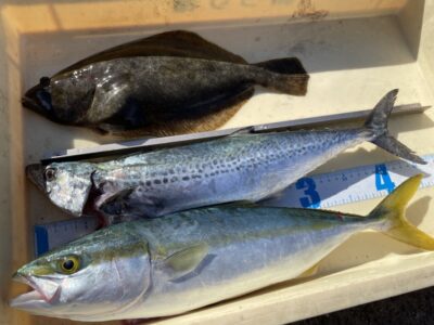 <p>山内様　沖の北　ショアジギでサゴシ🎣飲ませ釣りではハマチ・ヒラメGET^ ^</p>