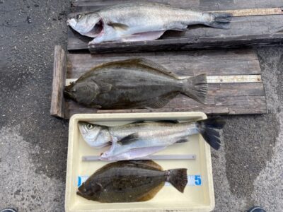 <p>山根様　沖の北　飲ませ釣り　ヒラメ66cmまで2枚とスズキ80cmまで2匹🎣素晴らしい釣果！！流石です♪♪</p>