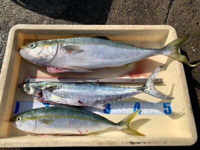 <p>🌻ひまわり様🌻　沖の北　ルアーでサゴシ・ハマチなど3尾🎣　6時〜8時頃に釣れたそうです。</p>