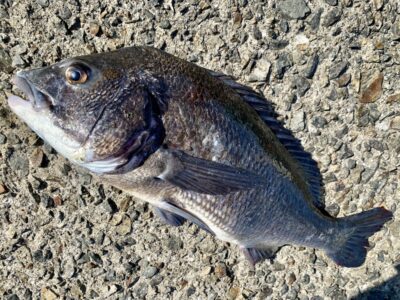 <p>木村様　沖の北　フカセ釣りでチヌ51cm🎣　8時頃の釣果🐟</p>