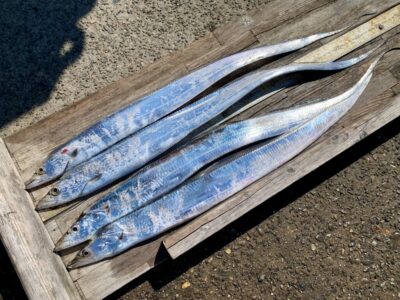 <p>佐藤様　沖の北　ウキ釣りでタチウオ4尾🎣最大78cm🐟</p>