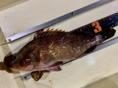 <p>匿名さま　沖の北　呑ませ釣りでアコウ35cm🎣</p>