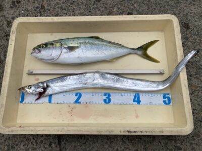 <p>加藤様　沖の北　ショアジギでハマチ🎣　テンヤでタチウオ80cm🎣</p>