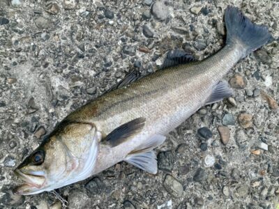 <p>レジェンド山本　旧一文字赤灯　サビキで釣れたアジを付けズボ釣りでハネ72cm🎣　17時頃の釣果🐟</p>