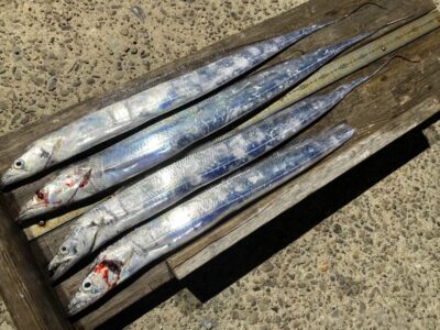 <p>ハンター髙倉さま　沖の北　オリジナルテンヤで激渋タチウオを4尾🎣　最大85cm🐟</p>