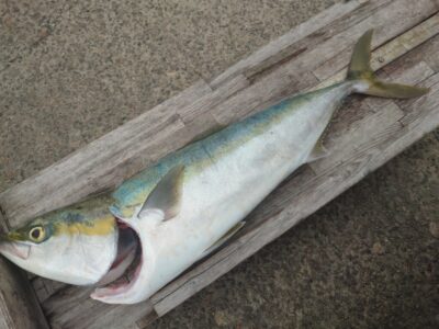 <p>沖の北 ショアジギでメジロ75cm！ちょっと明るくなってきたころにマキマキ表層1投目でヒットしたそうです♪</p>