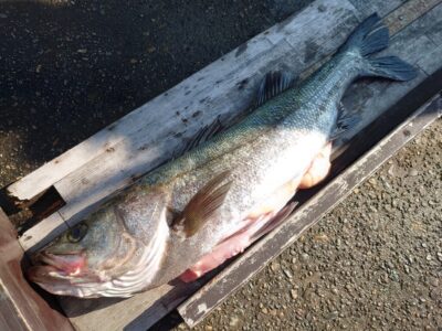 <p>山内様 沖の北 飲ませ釣りでハネ！今のハネは太っていて美味しいですよ♪</p>