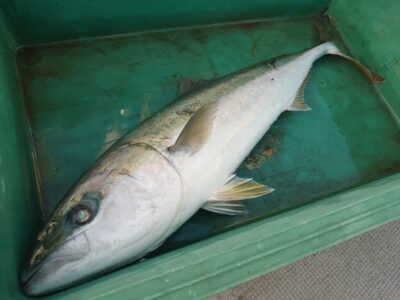 <p>沖の北 飲ませ釣りでメジロ！7時半頃にヒット！</p>