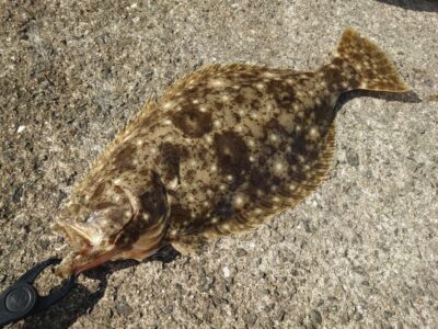 <p>沖の北外向き 飲ませ釣り（竿下）でヒラメ！10時半にヒット！2枚目とのこと。</p>