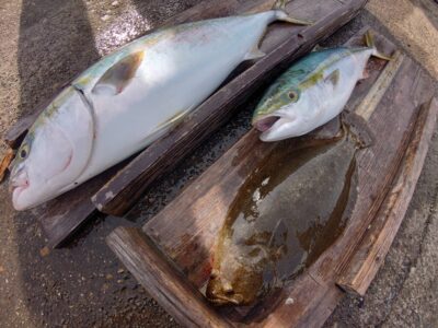 <p>田上様 沖の北 飲ませ釣り 8〜9時頃の1時間でメジロ→ヒラメ→ブリと連発！！！ヒラメは内向き</p>