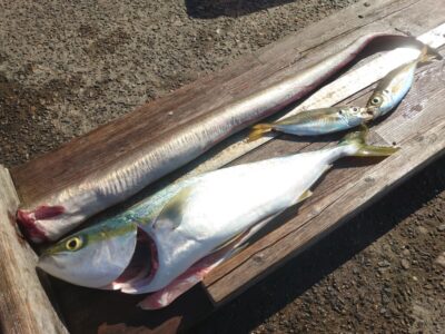 <p>🌻芝様 沖の北 飲ませ釣りでハモとハマチ！最近釣れてるハモめっちゃ美味いらしいです♪骨切りできるかどうか…。</p>