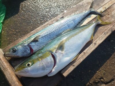 <p>沖の北 飲ませ釣りでメジロ！ショアジギでサワラ！</p>