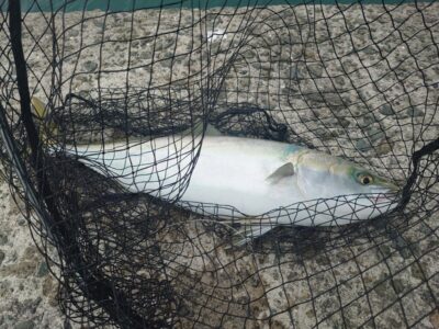 <p>沖の北 飲ませ釣りでメジロ！8時頃にヒット！</p>